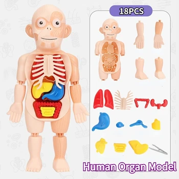 Детская Образовательная модель DIY 3D Головоломка Анатомическая модель человеческого тела Обучающий орган Собранная игрушка Орган Тела Обучающий инструмент