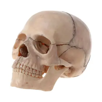 15 шт./компл. Анатомическая модель черепа в разобранном виде, съемная медицинская обучающая модель